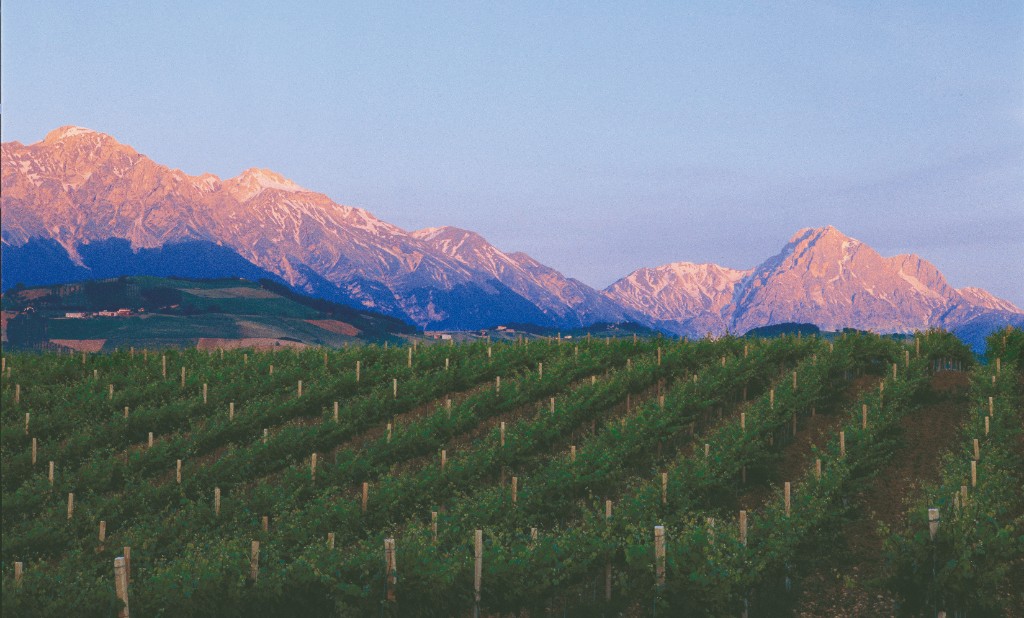 Vigneti Tenuta Ripe con il Gran Sasso sullo sfondo